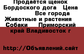 Продаётся щенок Бордоского дога › Цена ­ 37 000 - Все города Животные и растения » Собаки   . Приморский край,Владивосток г.